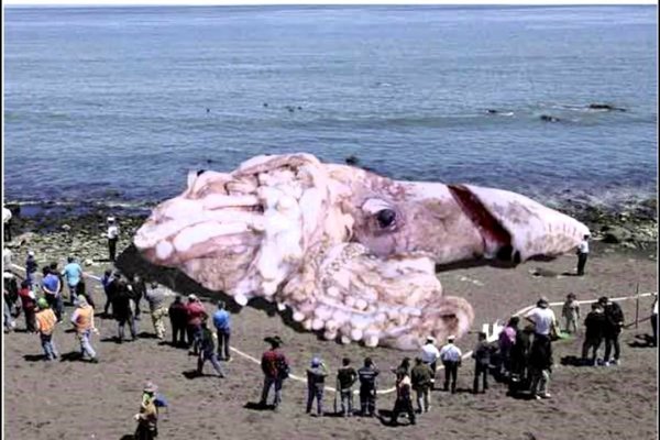 Кракен ссылка kraken